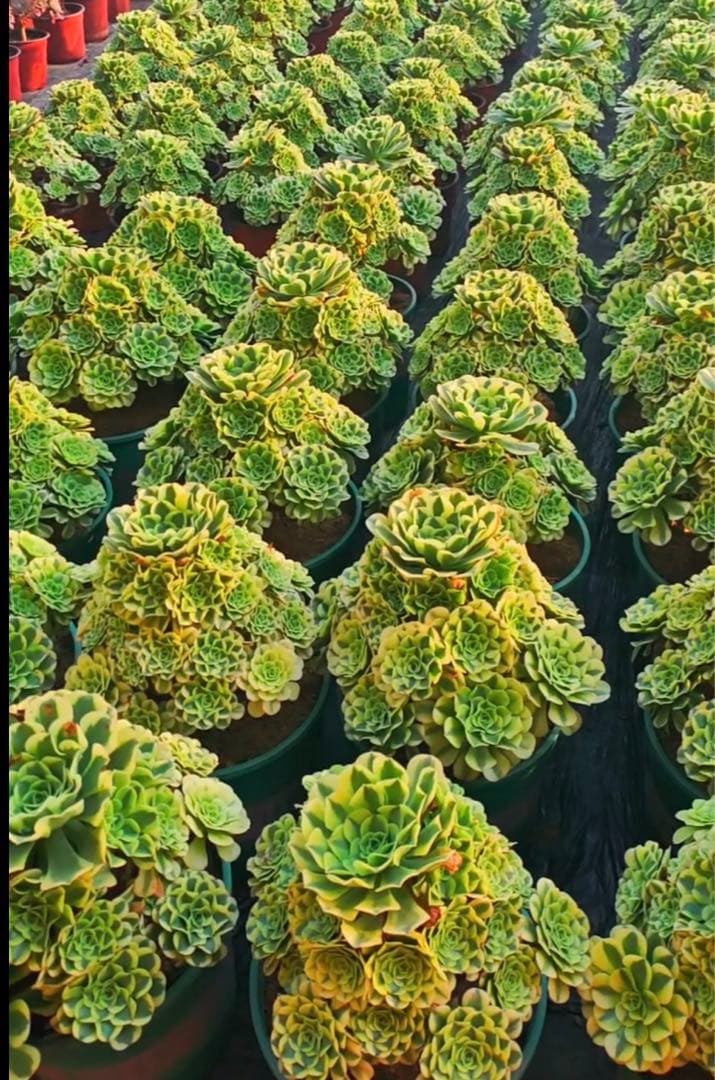 多肉植物アエオニウム錦❤️ グリーン.メデューサ❤️