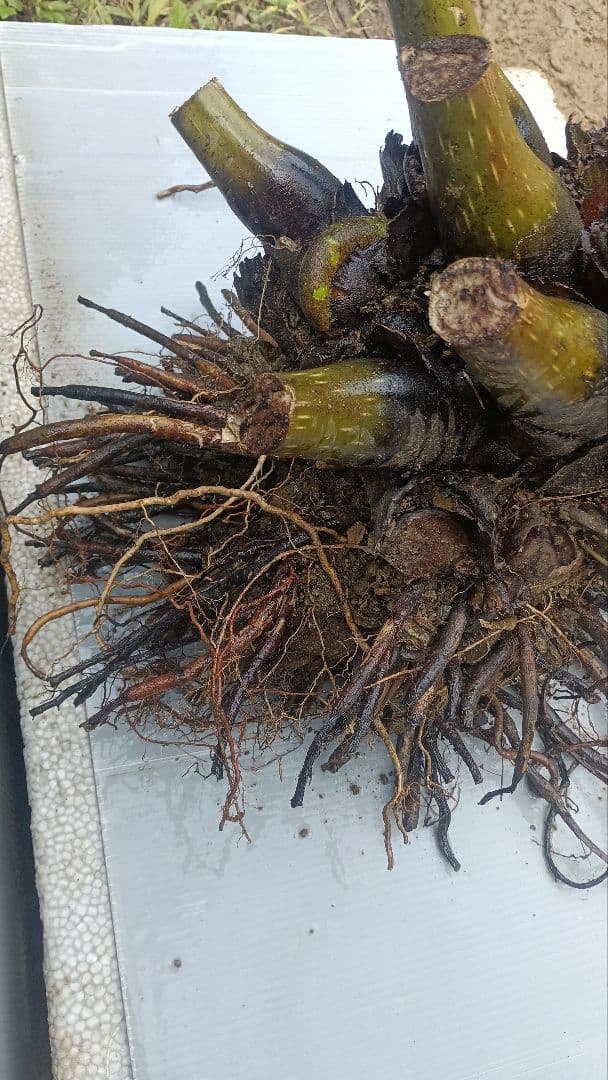 亜熱帯のシダ　リュウビンタイ　奄美大島産　巨大株