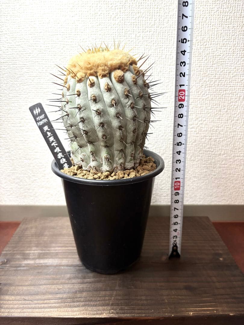 孤竜丸　コピアポア　コルムナアルバ　自根　鉢付き