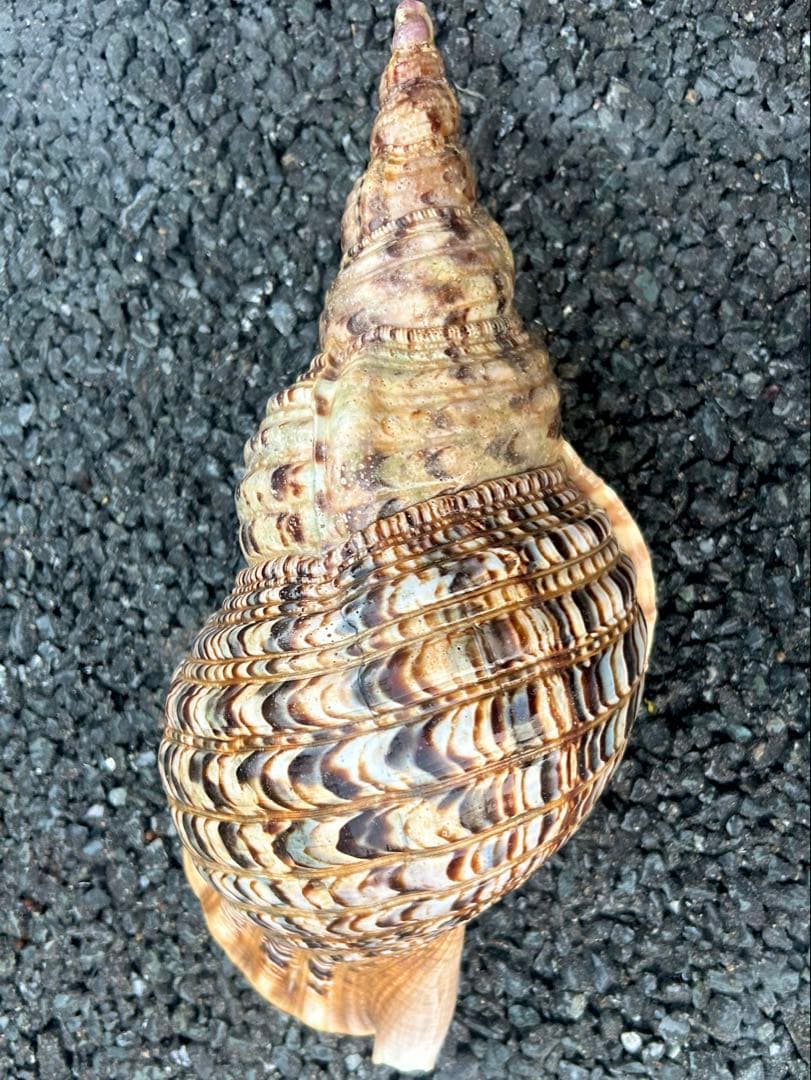 法螺貝　38cm (直線35.8cm) 1305g