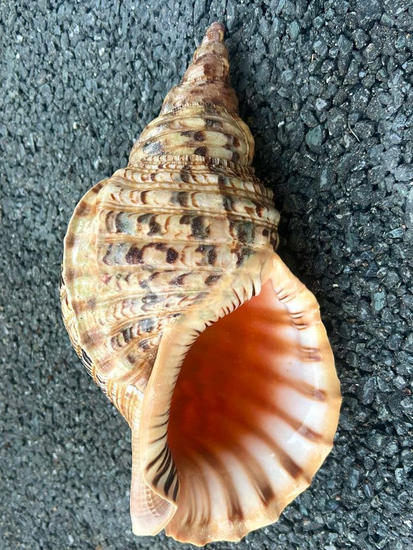 法螺貝　38cm (直線35.8cm) 1305g