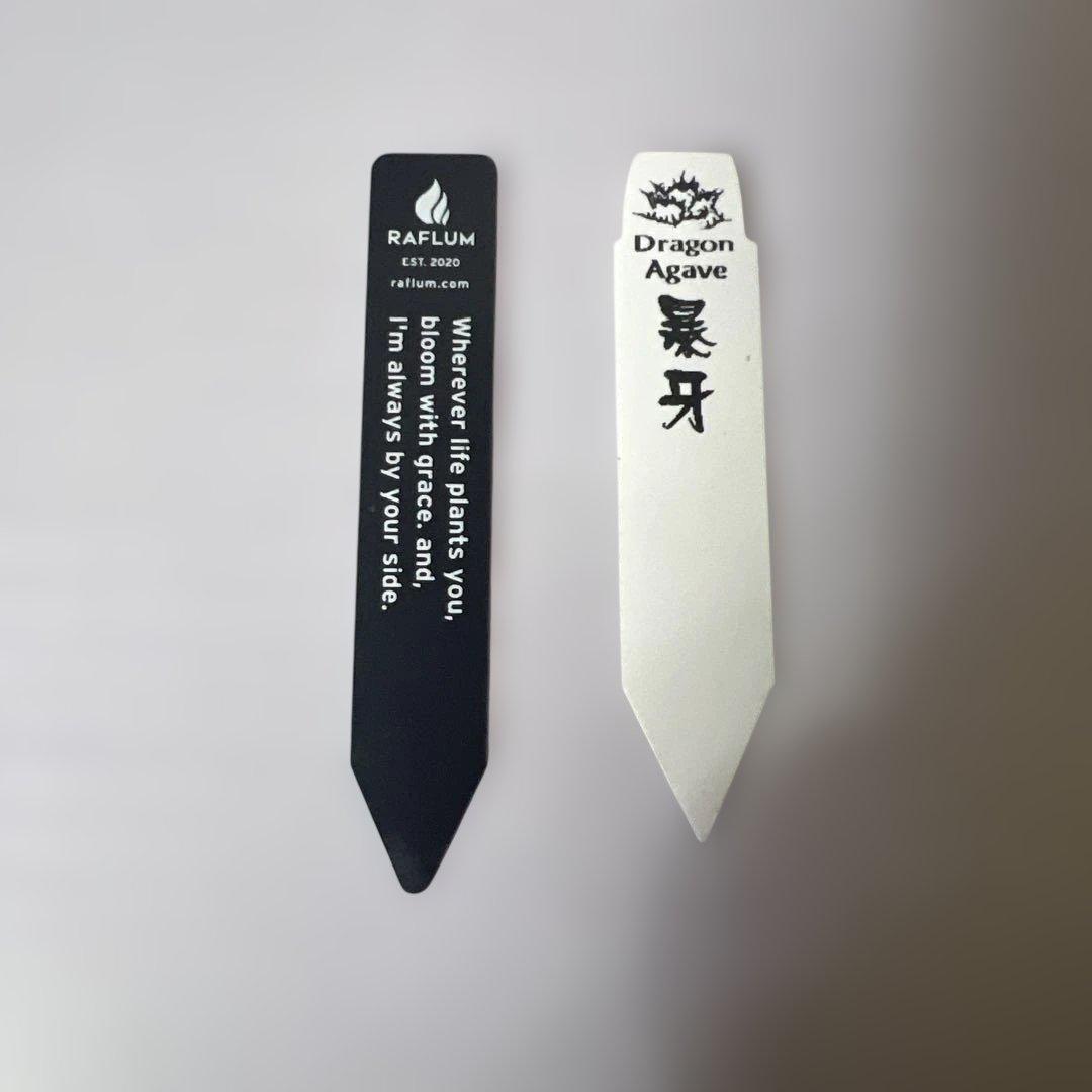 アガベ 鉢植発送 ドラゴンアガベ 暴牙 M&M鉢付　販売証明完備