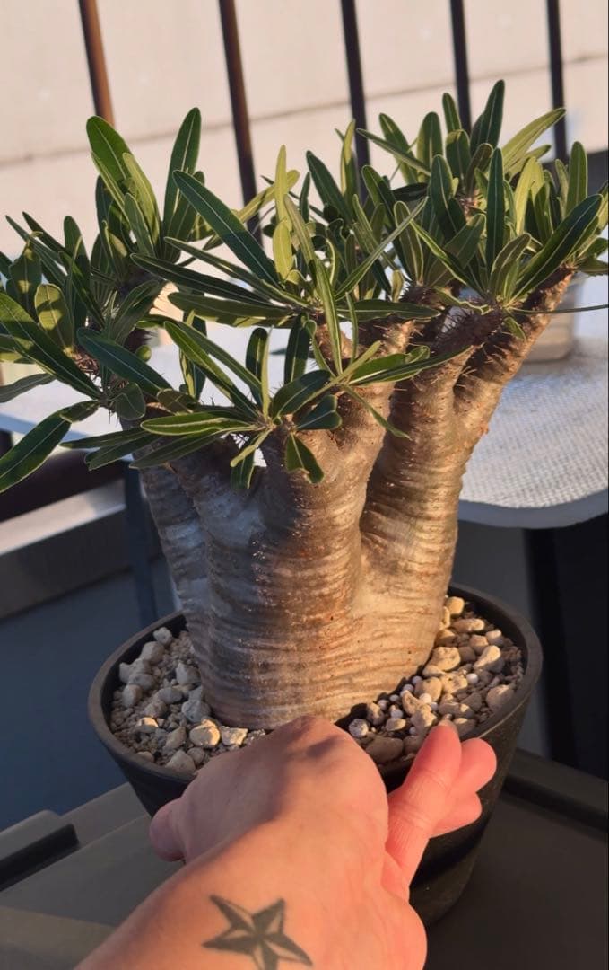 グラキリス　現地球発根株　中型 鉢ごと発送