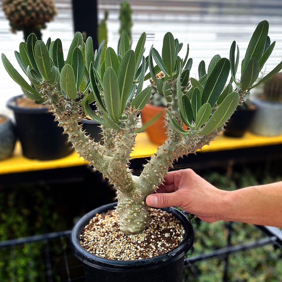 パキポディウム　デンシフローラム　塊根植物