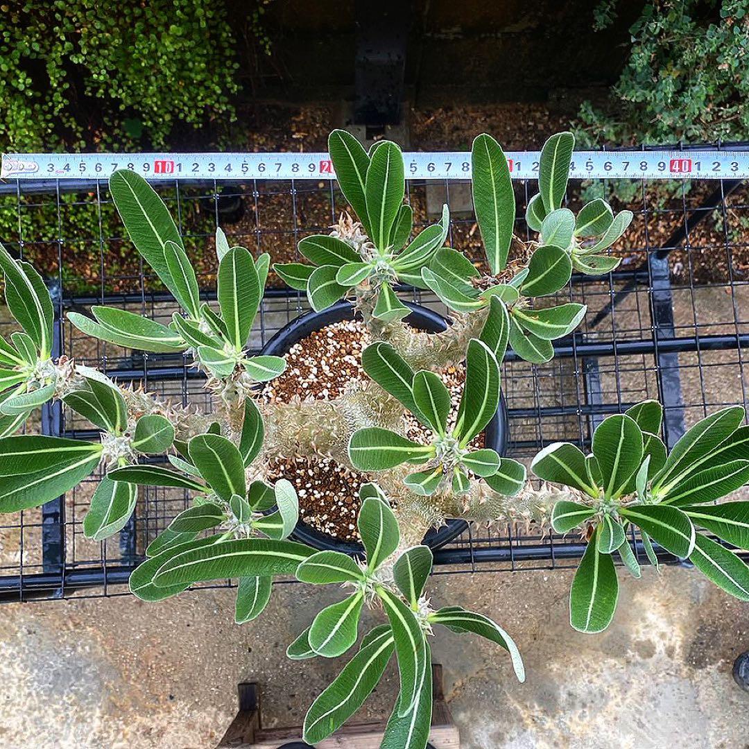 パキポディウム　デンシフローラム　塊根植物