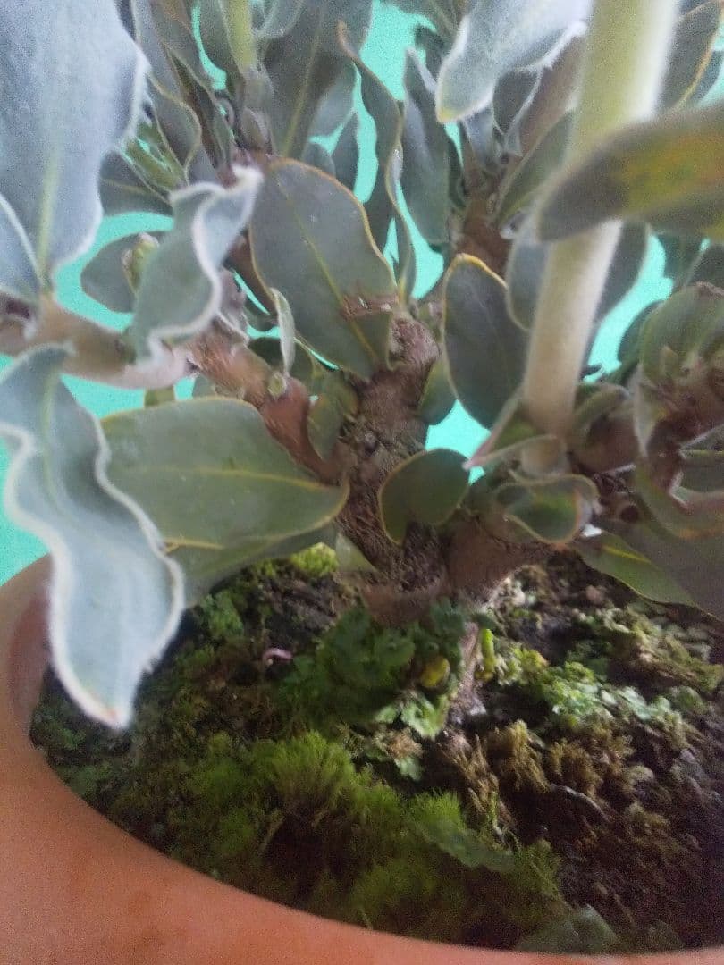 プロテア　クイーン　極太