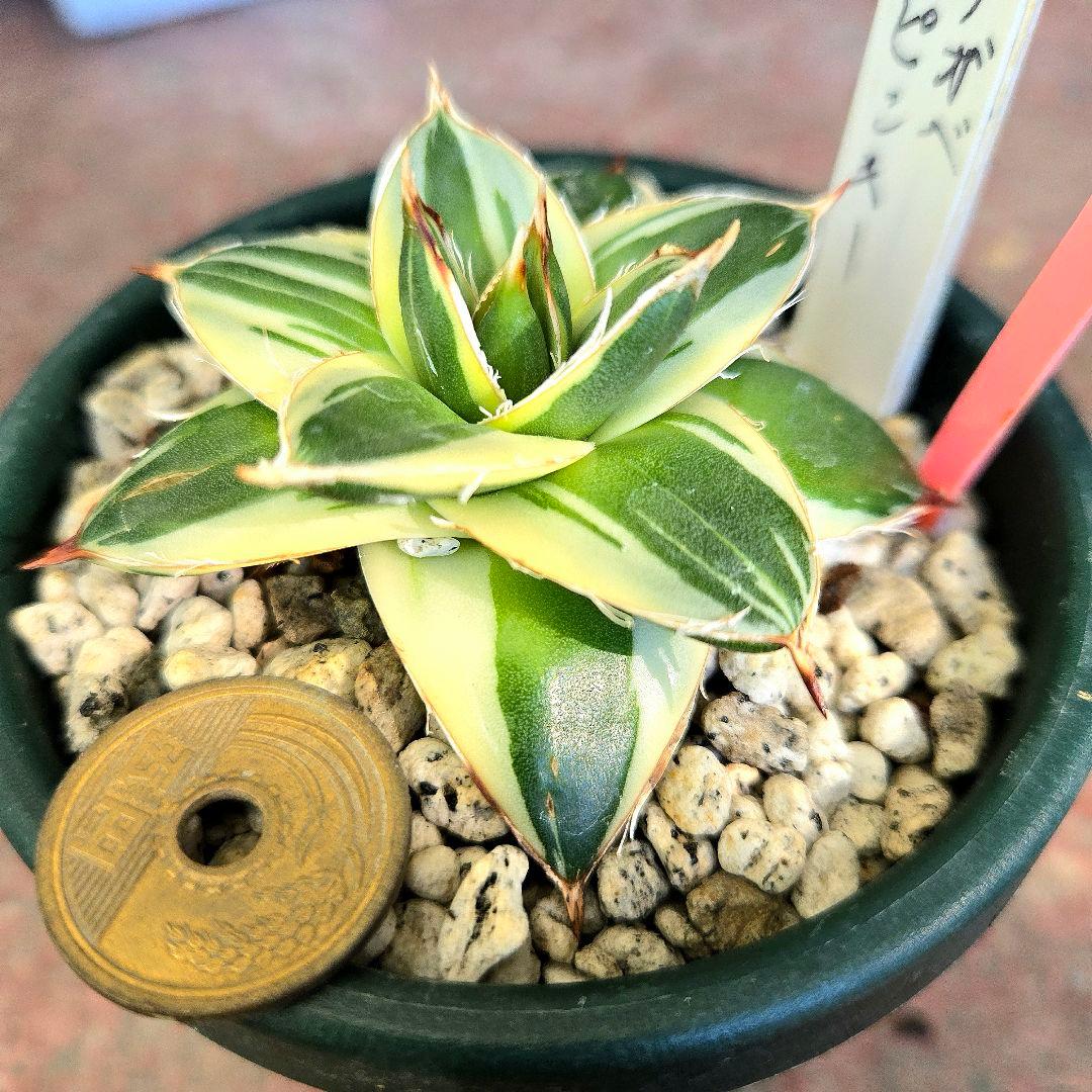 ✨アガベ・ピンキー・Agave filifera 'Pinky'✨