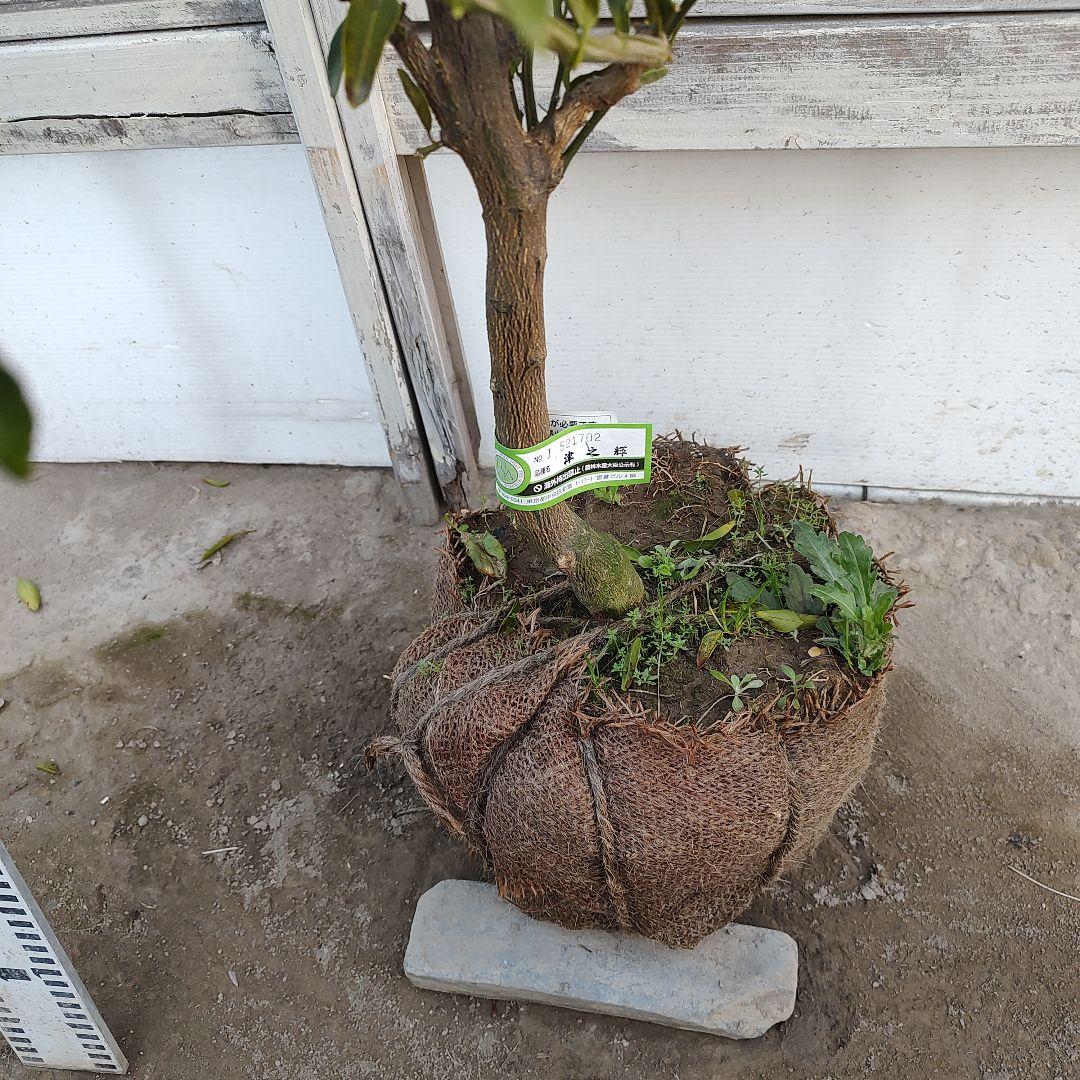 津之輝 つのかがやき 5年生 苗木 登録品種 結実実績あり！