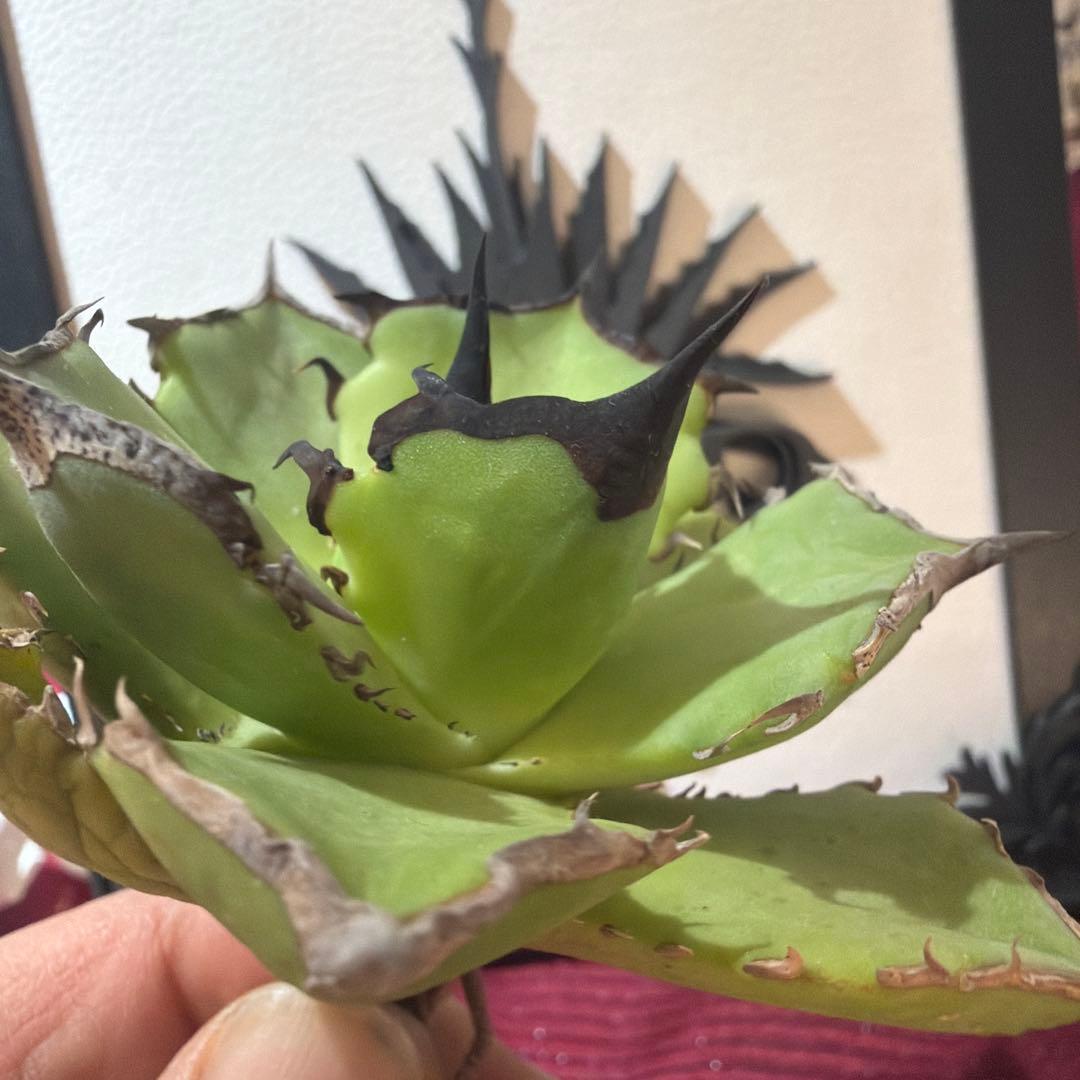 アガベ 040キングアーサー