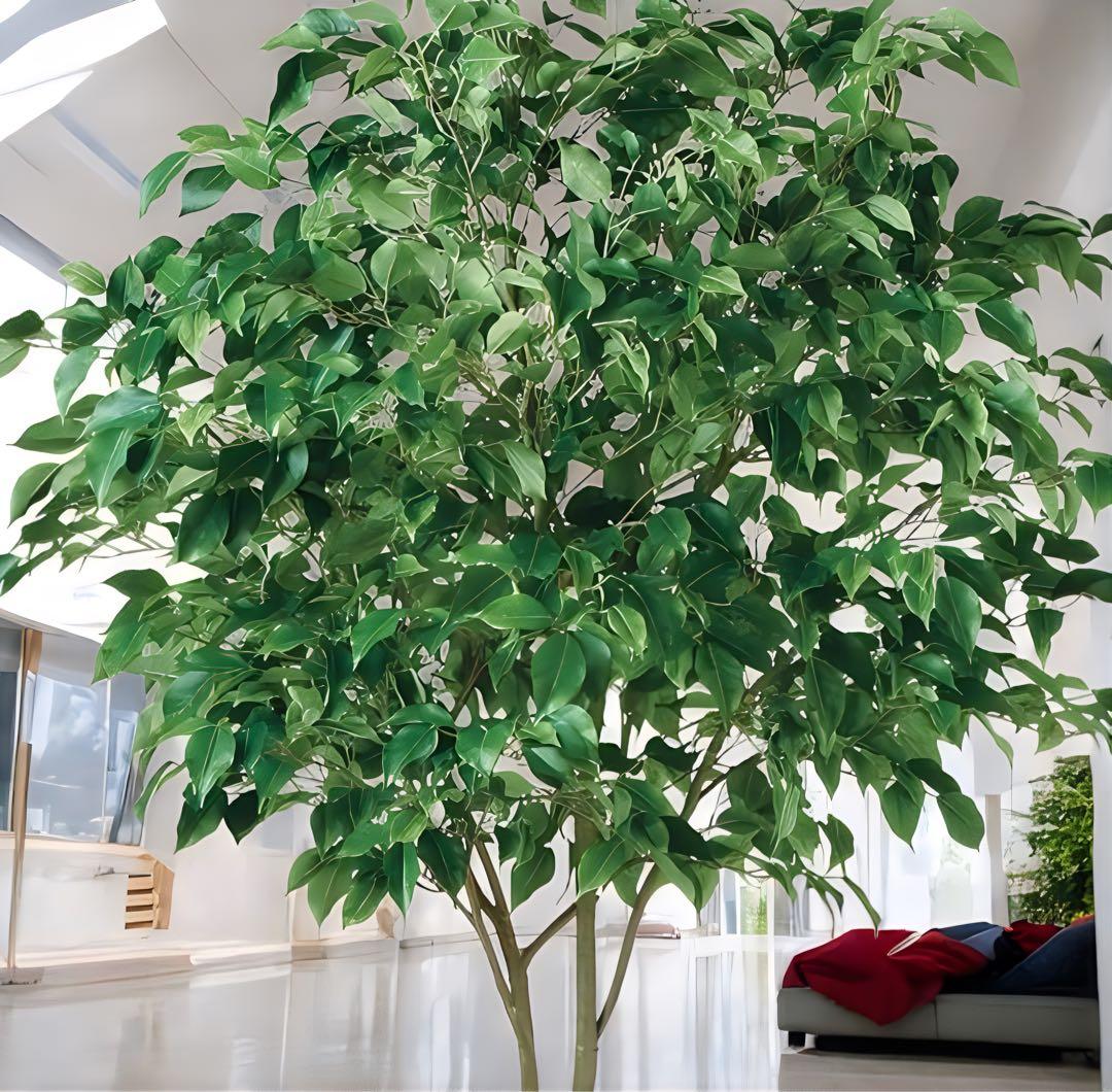 光触媒　人工観葉植物　ウォール　フェイクグリーン　ベンジャミンワイド200FST