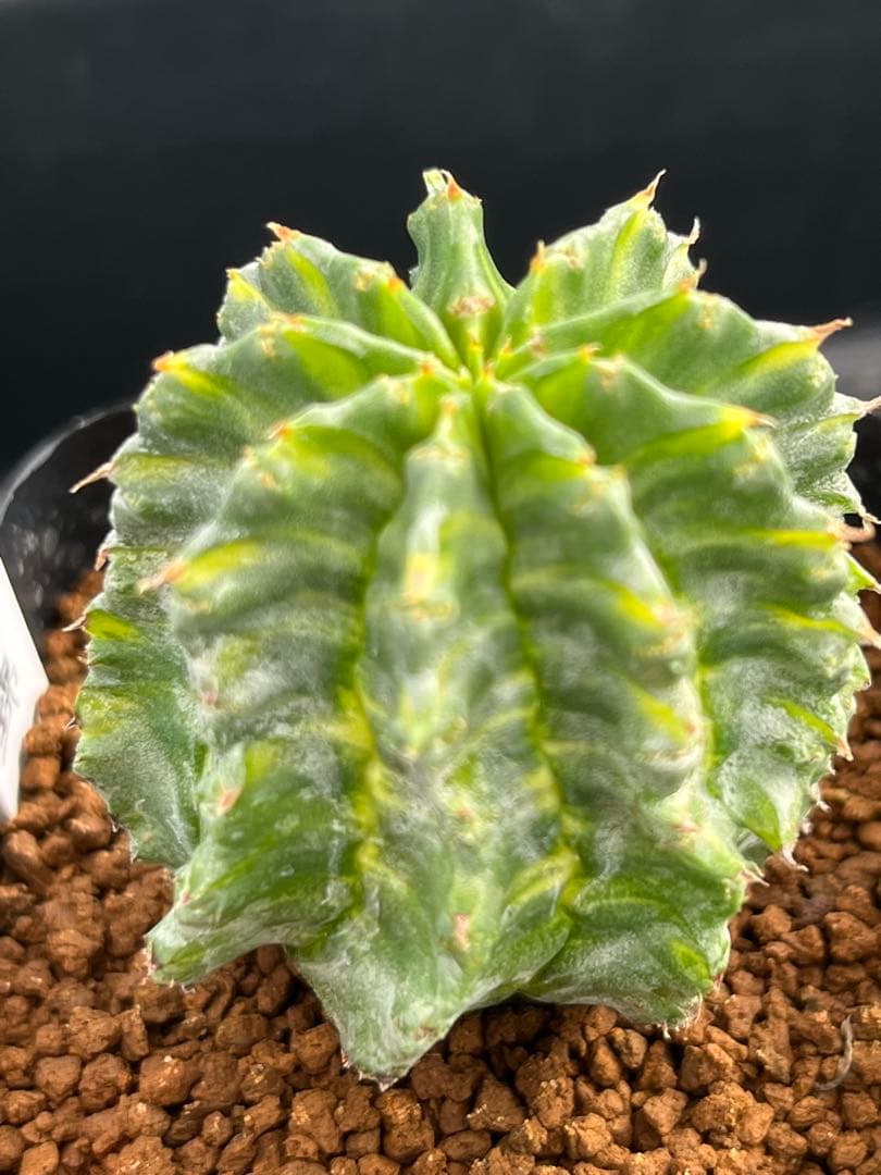 ユーフォルビア　ホリダ錦　総柄濃黄班