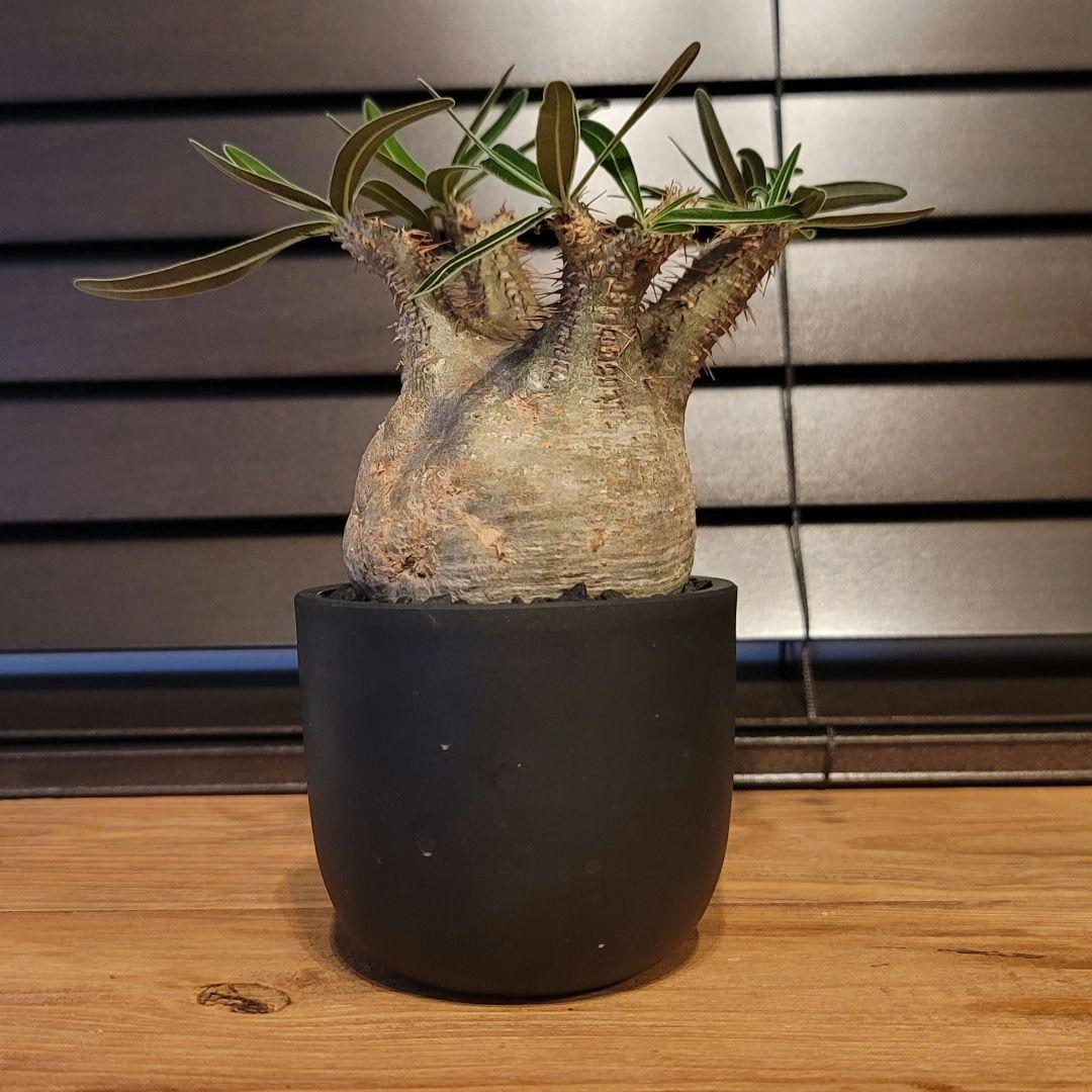 良型 手乗りサイズ パキポディウムグラキリス 発根済み 現地球 マダガスカル