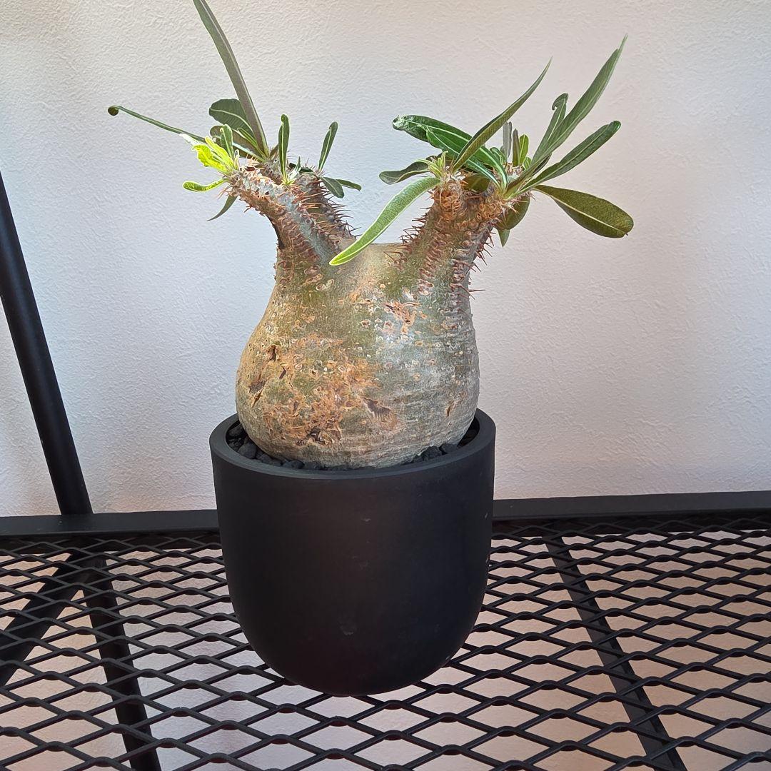 良型 手乗りサイズ パキポディウムグラキリス 発根済み 現地球 マダガスカル