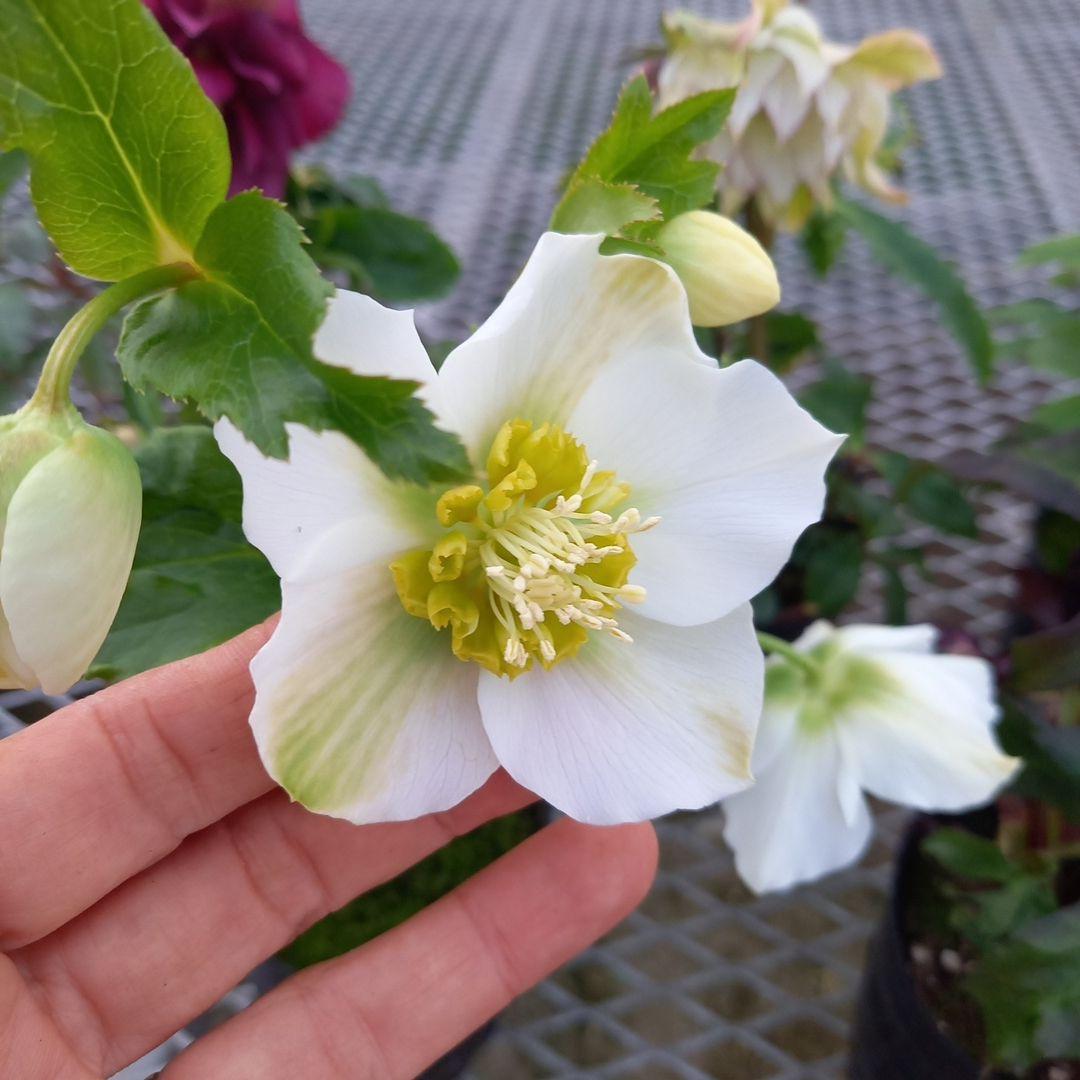 お花畑のよう♪クリスマスローズ5個セット、苗、開花株