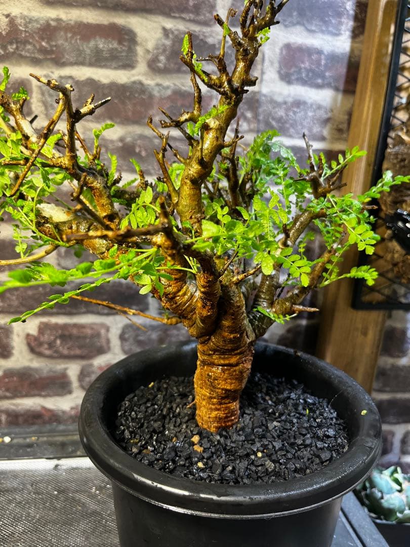 クリスマスセール25日まで！ボスウェリアネグレクタ