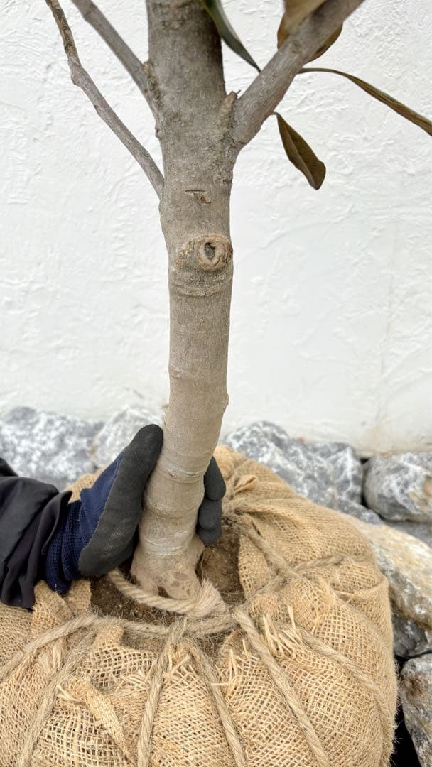 超希少☆特大リトルジェム2.4M(鉢底から)品番C