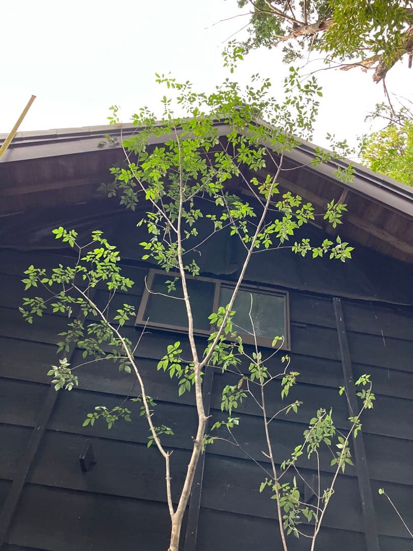 72 山採り　アオダモ