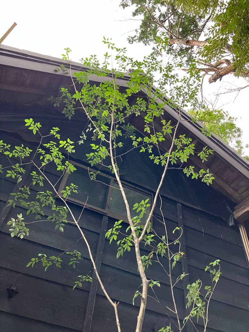 72 山採り　アオダモ