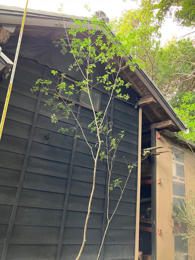 72 山採り　アオダモ