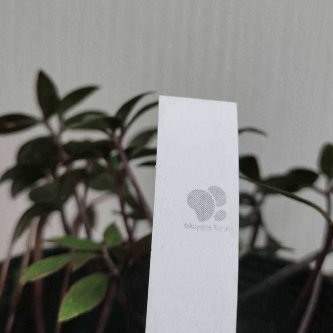 クリスマスローズ　八重　ピンク　ニゲル　4号苗　苗　鉢　バラ　八重　原種