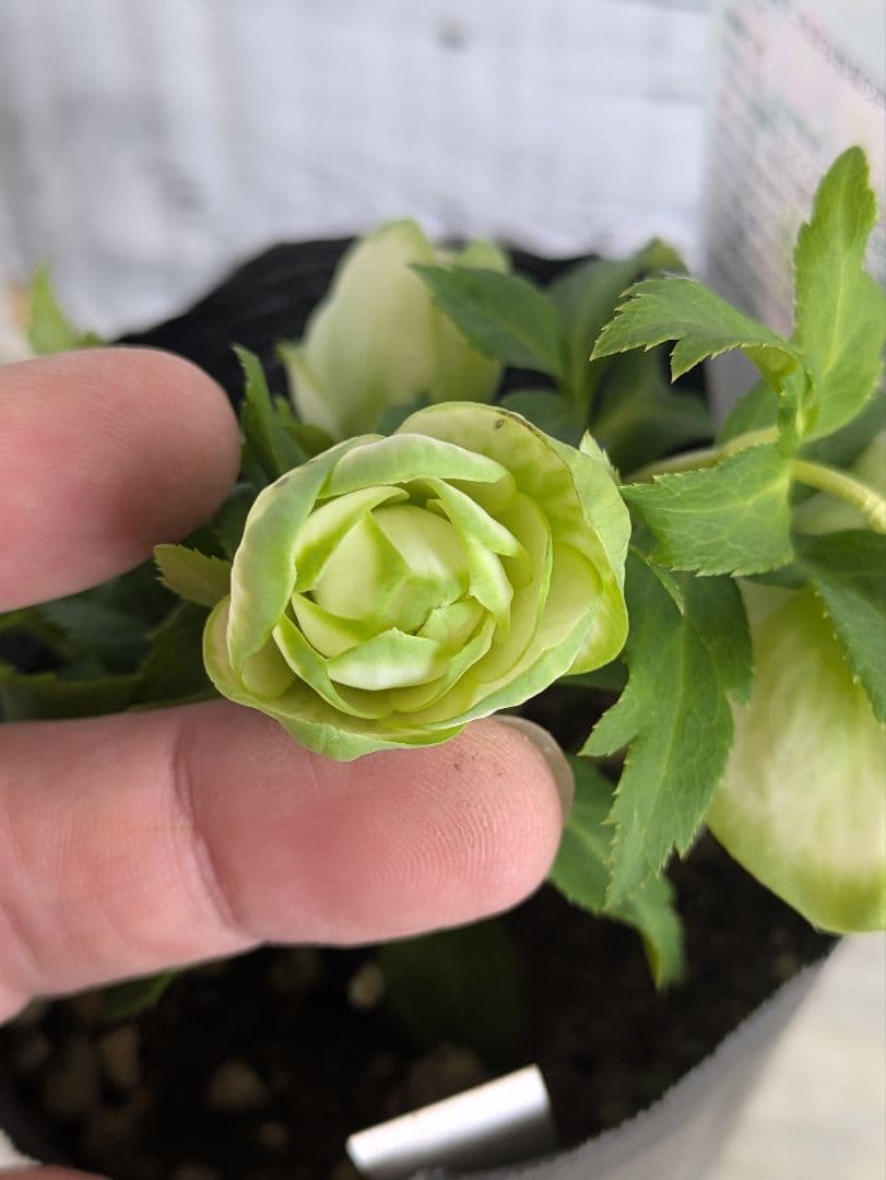 【現品・ポットまま発送】超希少　曽田園芸クリスマスローズ 利休②