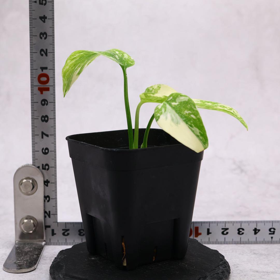 モンステラ デリシオーサ クリームチーズ 斑入り