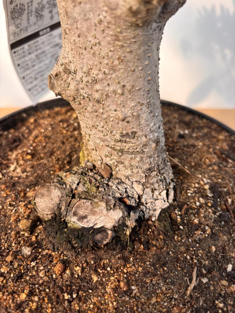 オリーブの木 ミッション 盆栽風 8号 約40cm 現品販売