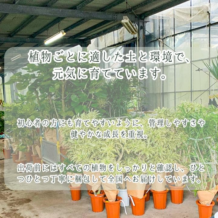 パキラ ミルキーウェイ｜高さ約130cm・6号鉢・A1｜存在感のある大型株