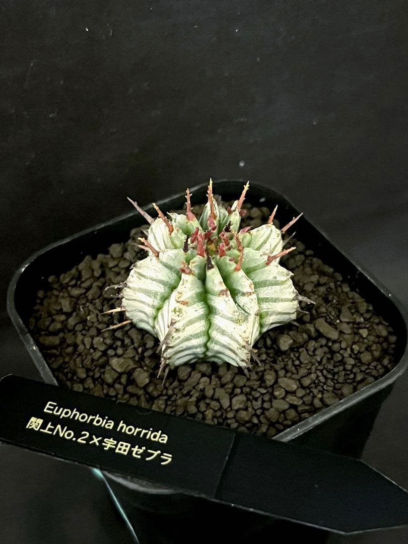 ユ*チ様 ユーフォルビアホリダ 関上No.2ゼブラホリダ×宇田ゼブラホリダ 純血