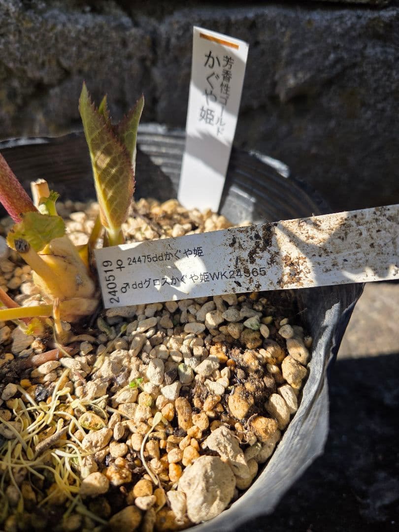 クリスマスローズ 　かぐや姫