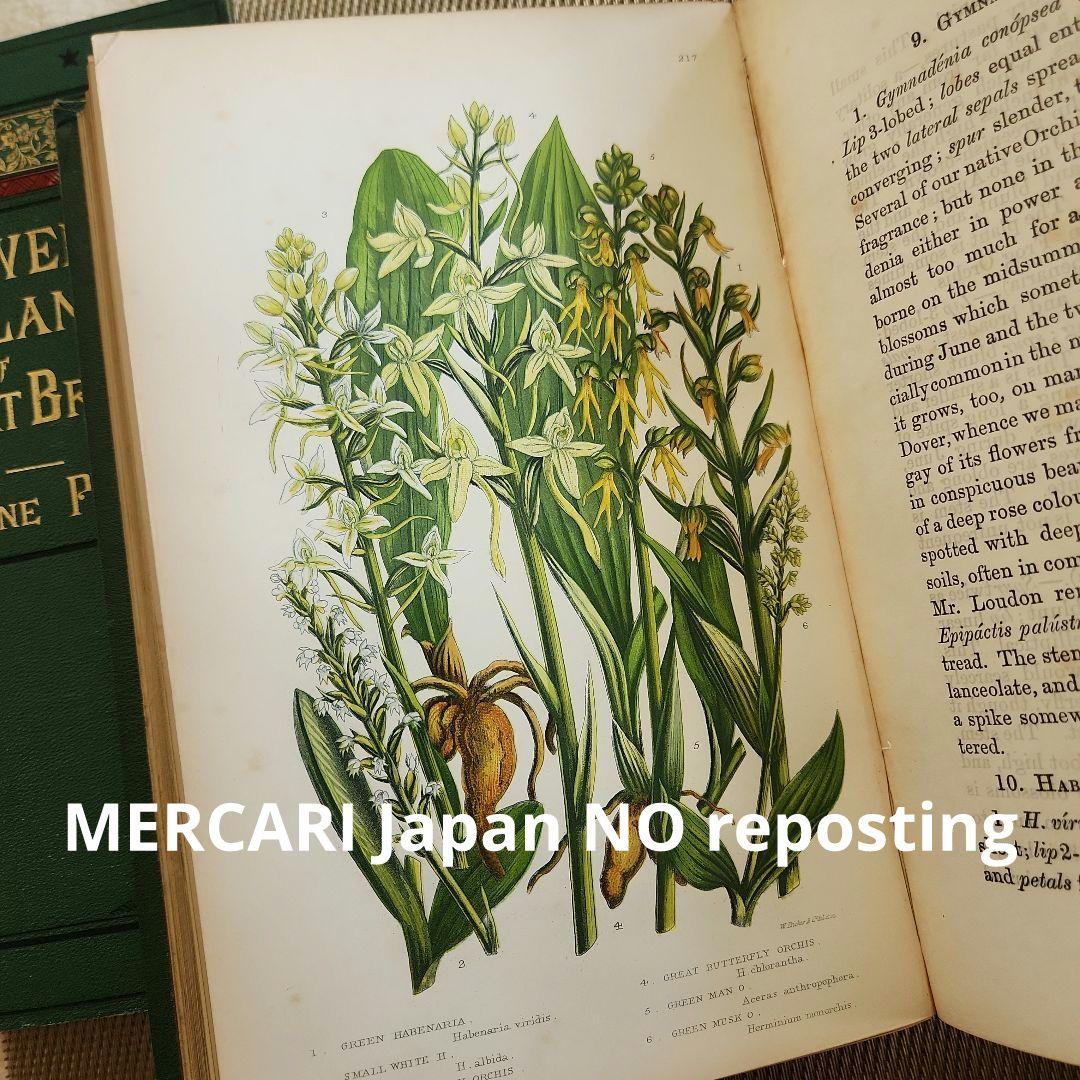 植物図鑑　洋書　ボタニカルアート　アンティーク　リトグラフ　イギリス　古書　18