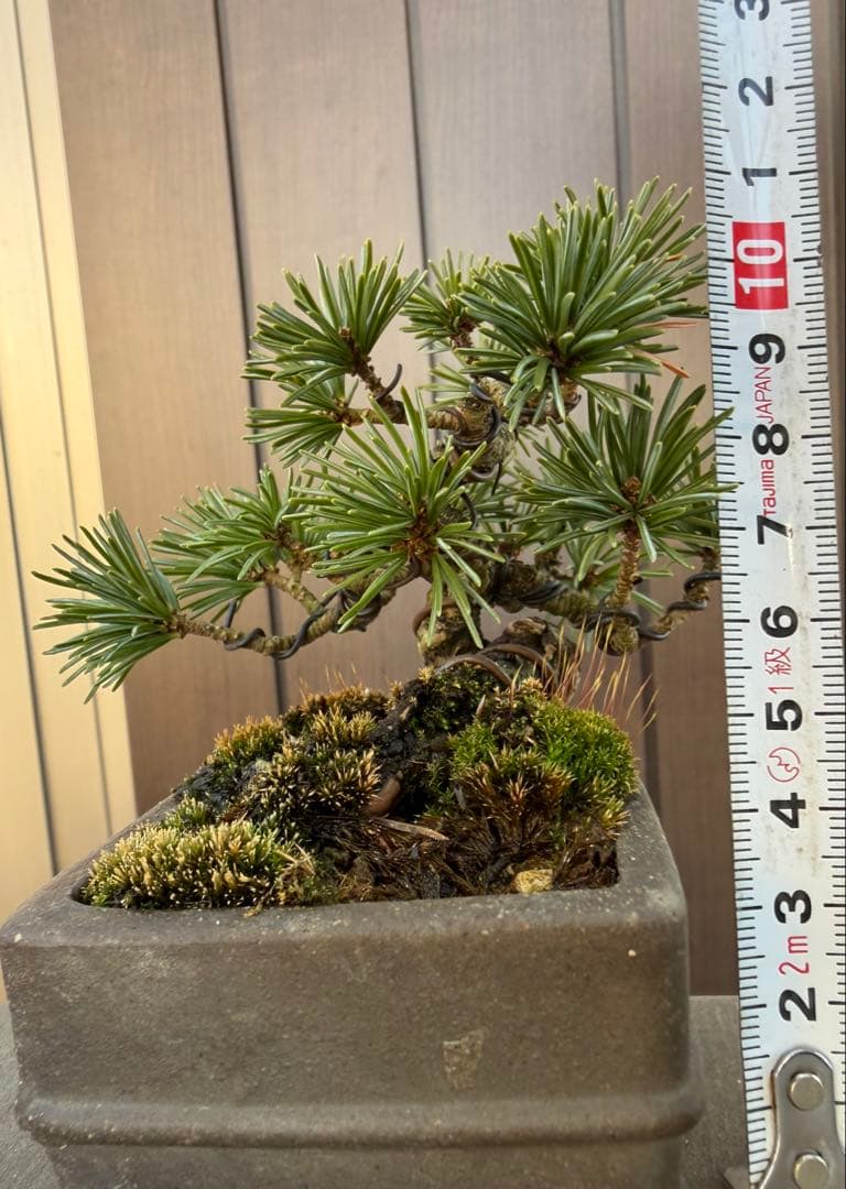 五葉松　盆栽