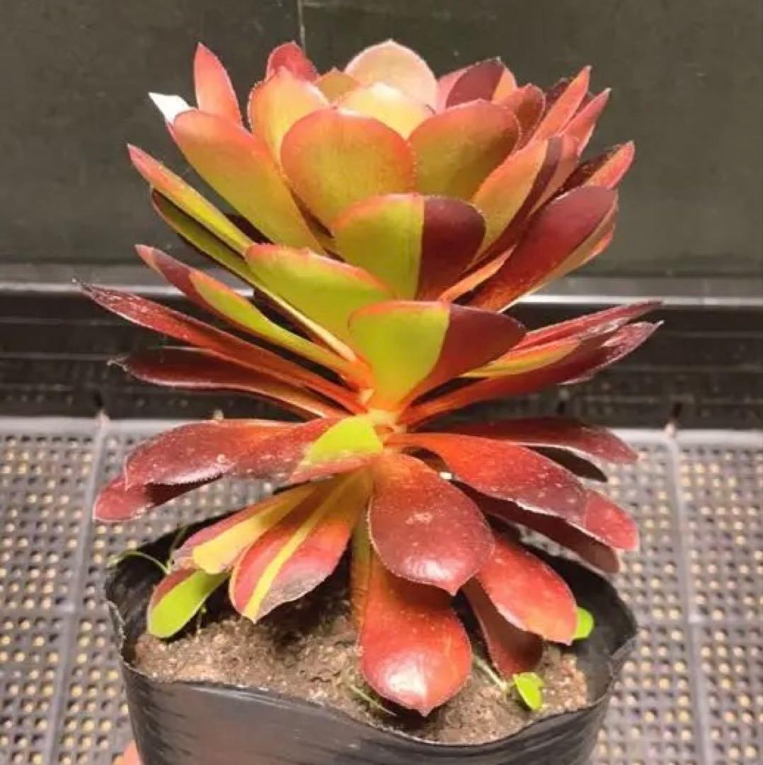 90#多肉植物アエオニウム錦❤️花顔黒バラ錦❤️1大頭14cm 拔き苗