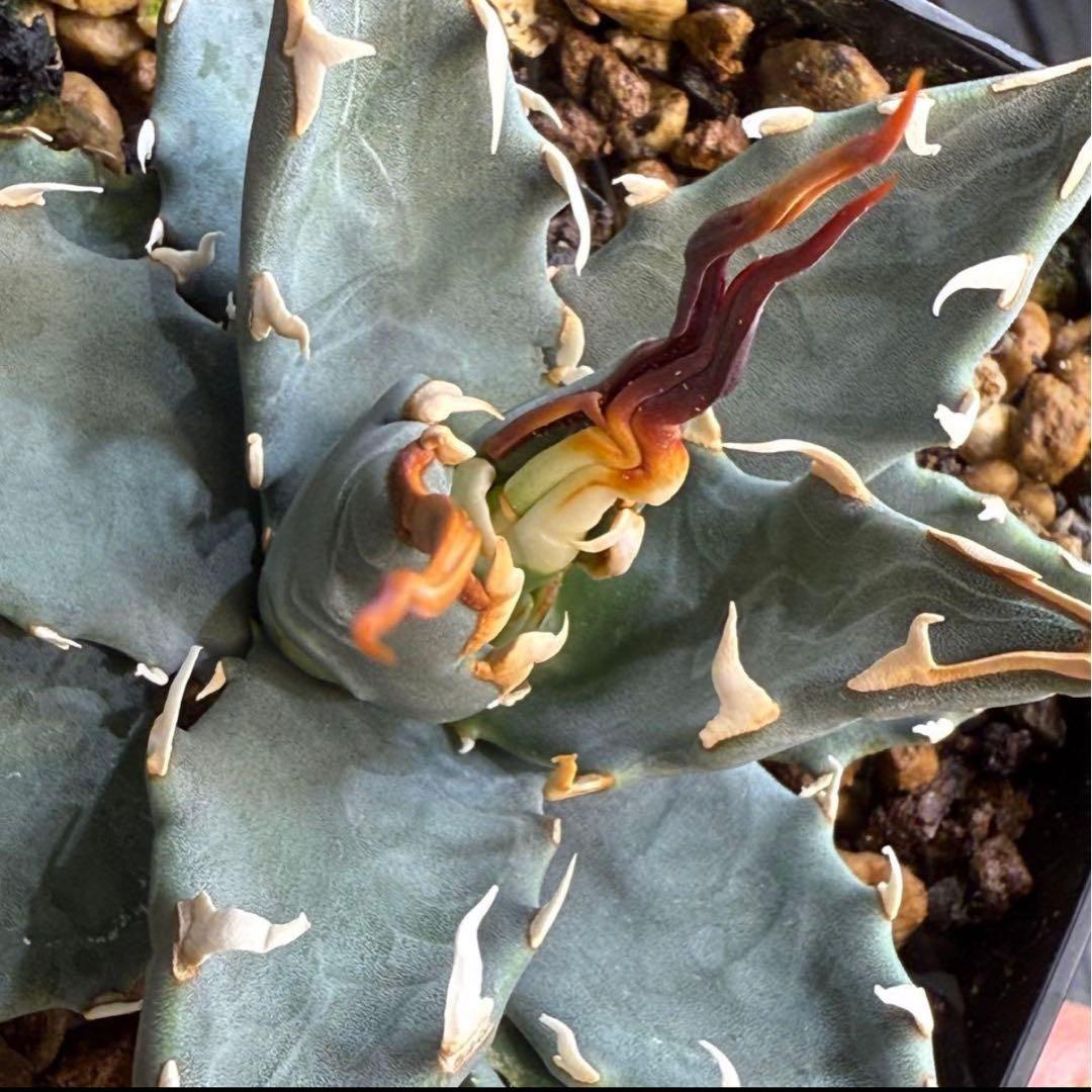 お*ん様 子株販売　超陽炎　実生株　ブルー葉　アガベ　ユタエンシス　エボリスピナ