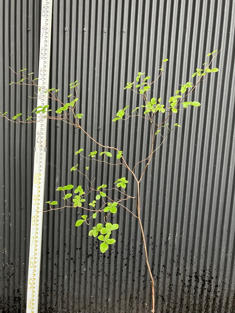 山採り　ウスギヨウラク