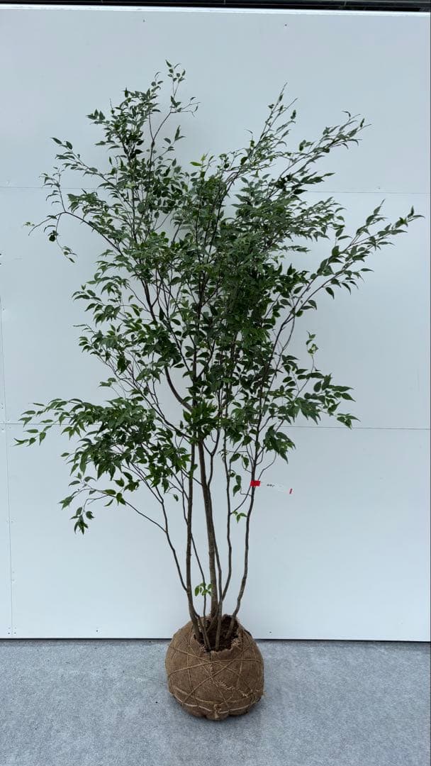 美しい樹形が魅力的 山採り ハイノキ 株立 641 樹高2.0m位 高級樹