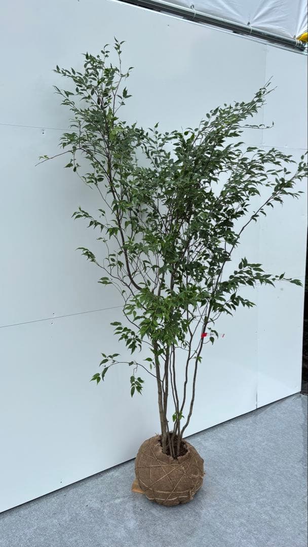 美しい樹形が魅力的 山採り ハイノキ 株立 641 樹高2.0m位 高級樹