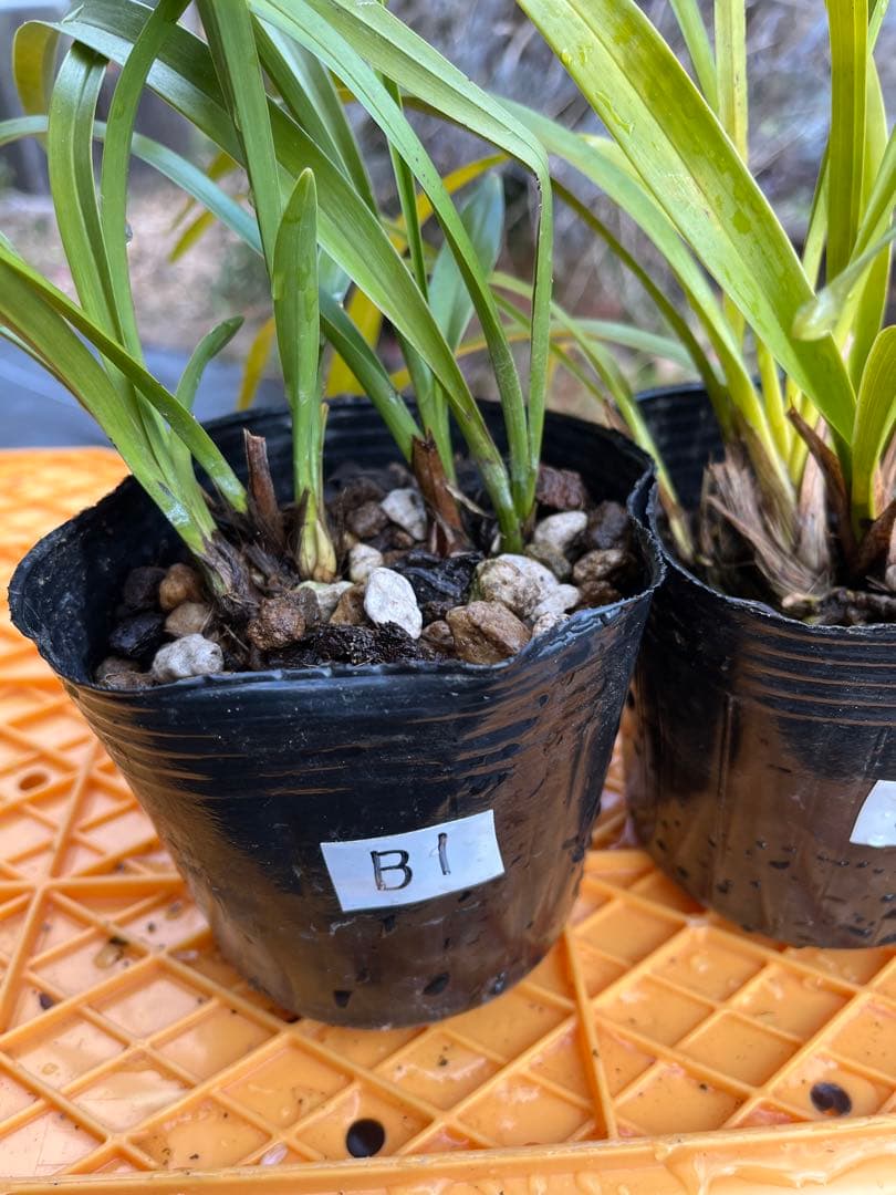 ⭐️キンリョウヘン３ポットＢセット　 新芽あり。（花芽か不明、花色→赤または黄）