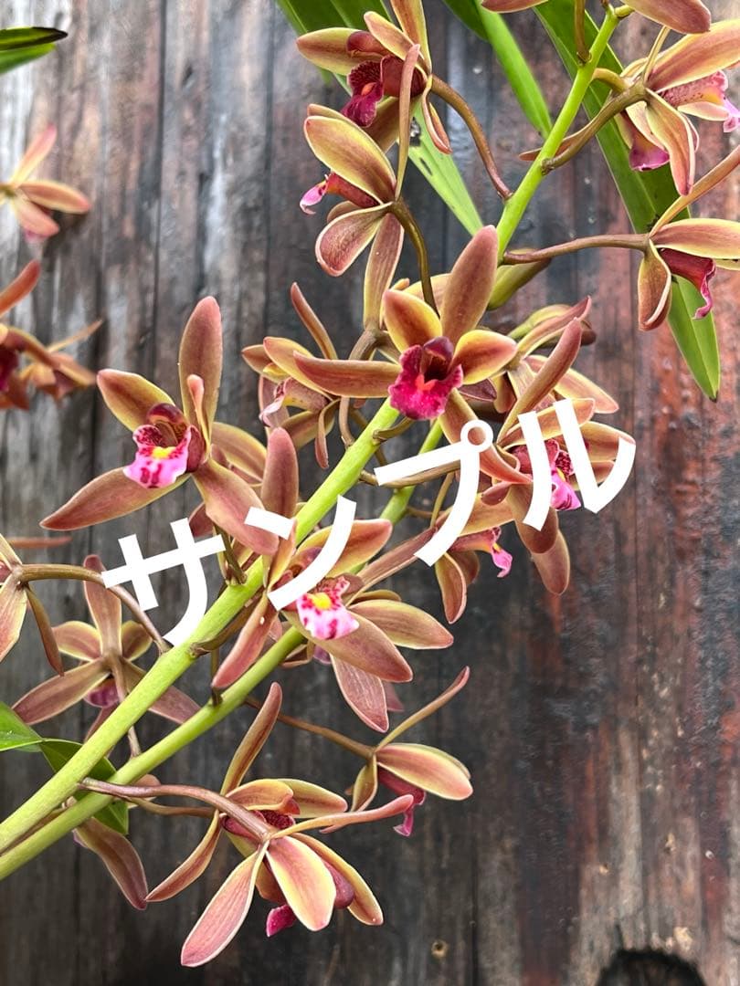 ⭐️キンリョウヘン３ポットＢセット　 新芽あり。（花芽か不明、花色→赤または黄）