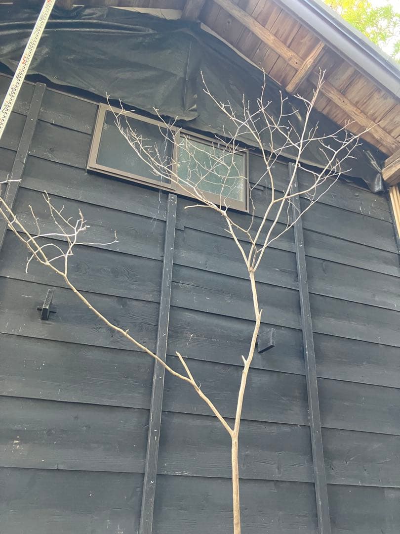 山採り　ネジキ