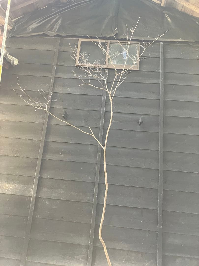 山採り　ネジキ