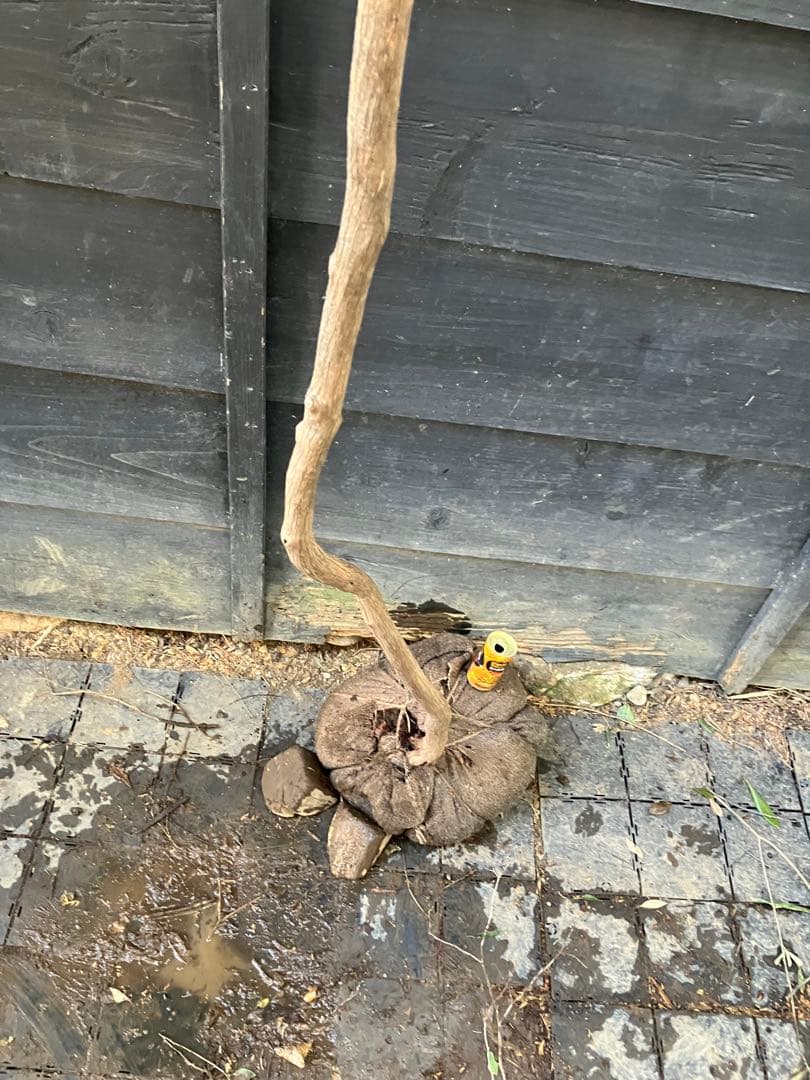 山採り　ネジキ