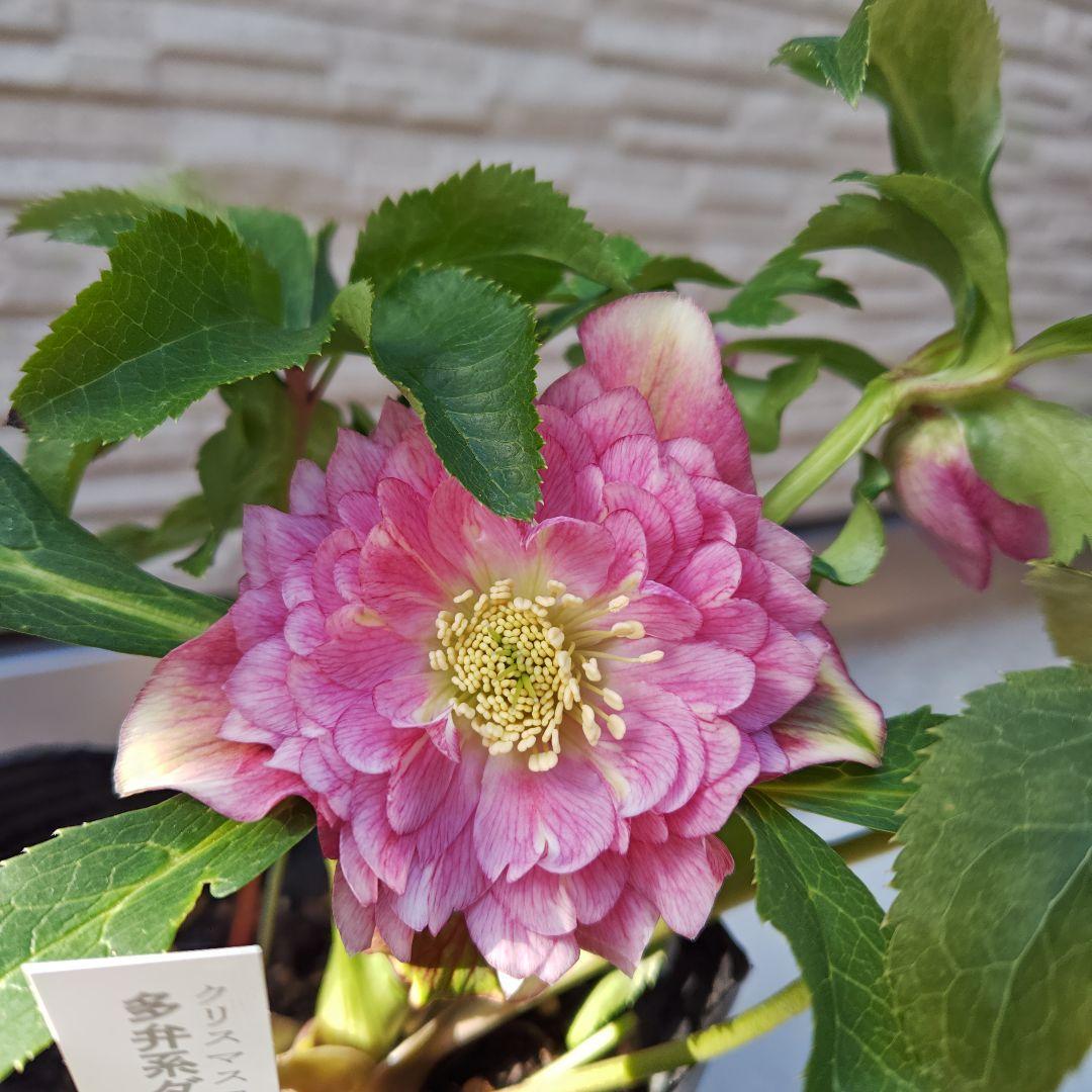 ハ*ー様 クリスマスローズ 曽田園芸 dd多弁ピンクぼかし