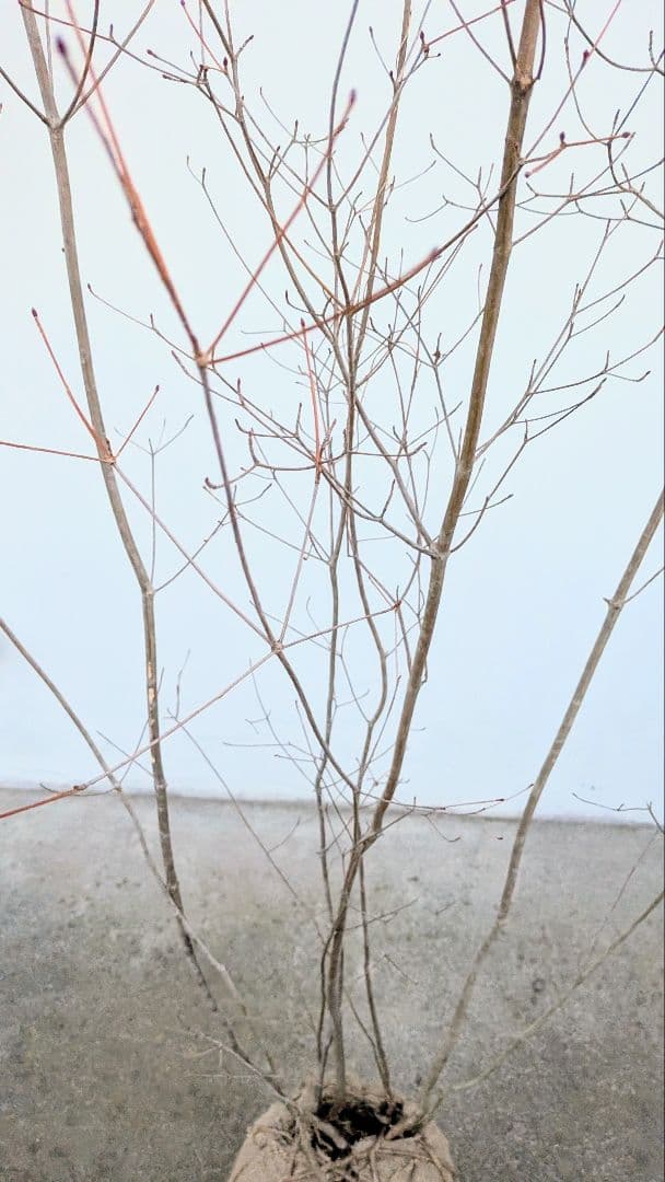 正真正銘。山採りドウダンツツジ。