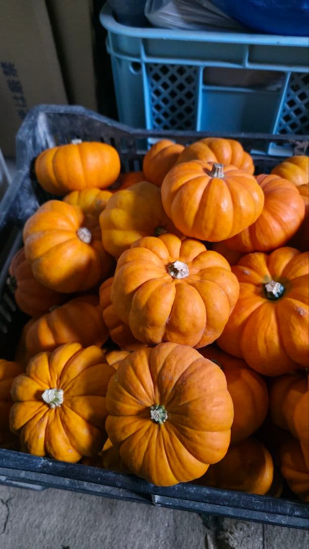 【新鮮収穫】ミニバラさま　150個