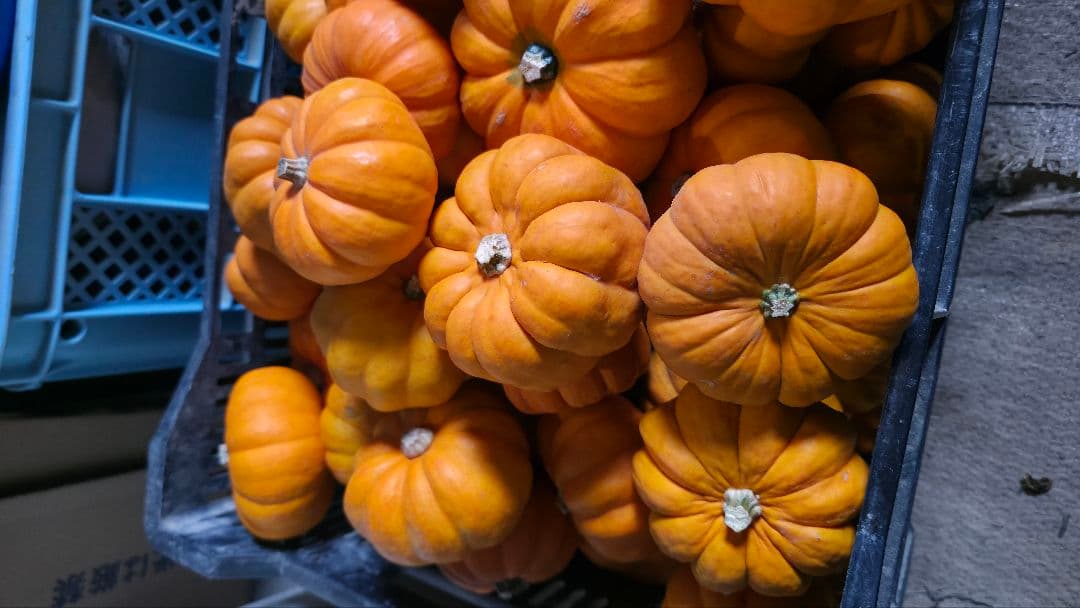 【新鮮収穫】ミニバラさま　150個