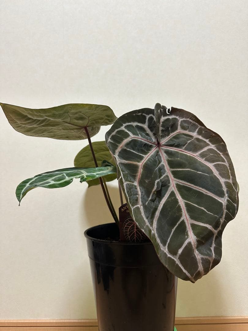 アンスリウム ミシェル　Anthuriums Michelle