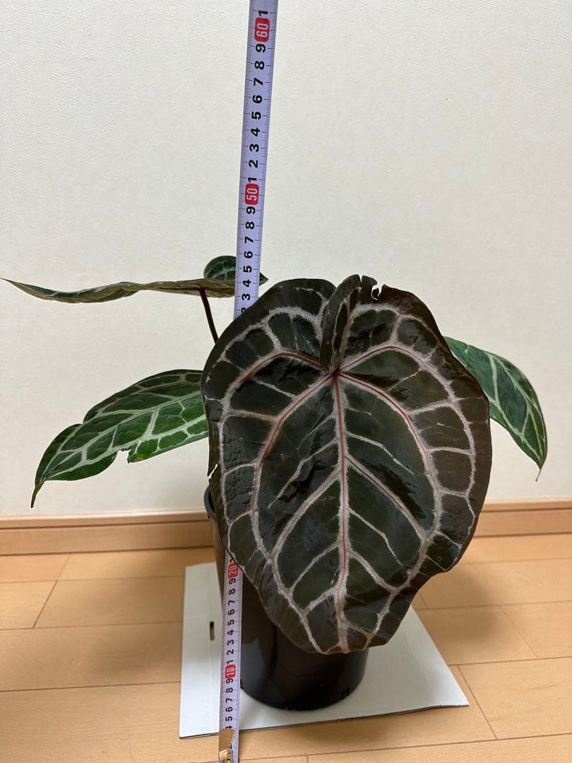 アンスリウム ミシェル　Anthuriums Michelle