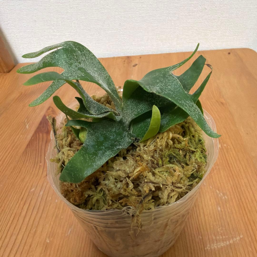 ＊P. willinckii bacteria バクテリアSP 3号ポット＊
