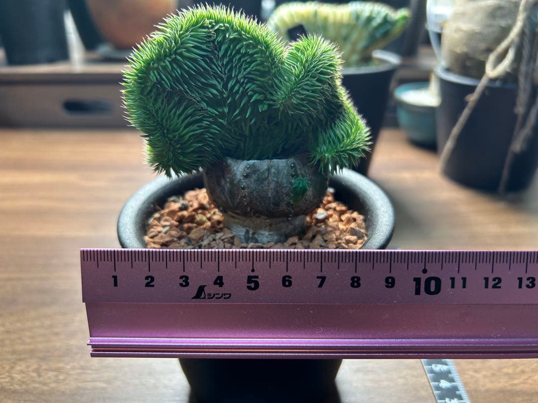 綴化コレクションセット　セレウス　ギムカリ　スザンナエ